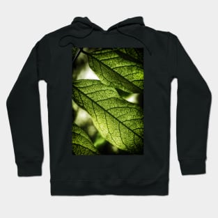 Green Leaf Veins Hoodie
